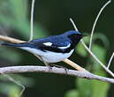 Paruline bleue