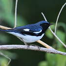 Paruline bleue