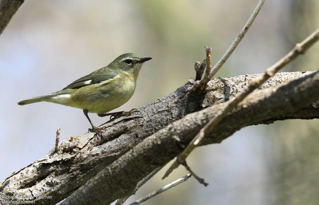 Black-throated Blue Warbler female adult