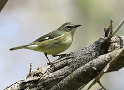 Black-throated Blue Warbler