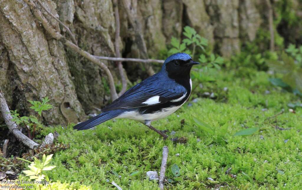 Black-throated Blue Warbler male adult breeding, identification