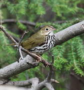 Ovenbird