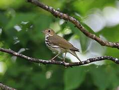 Ovenbird