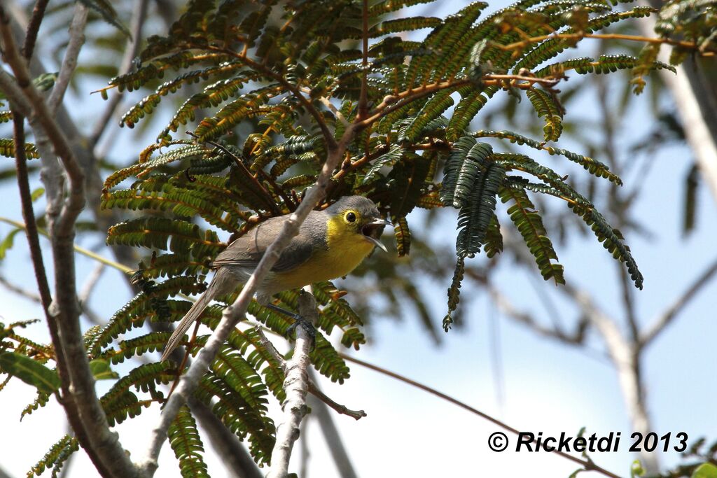 Oriente Warbler