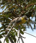 Oriente Warbler