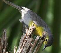 Oriente Warbler