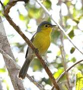 Oriente Warbler