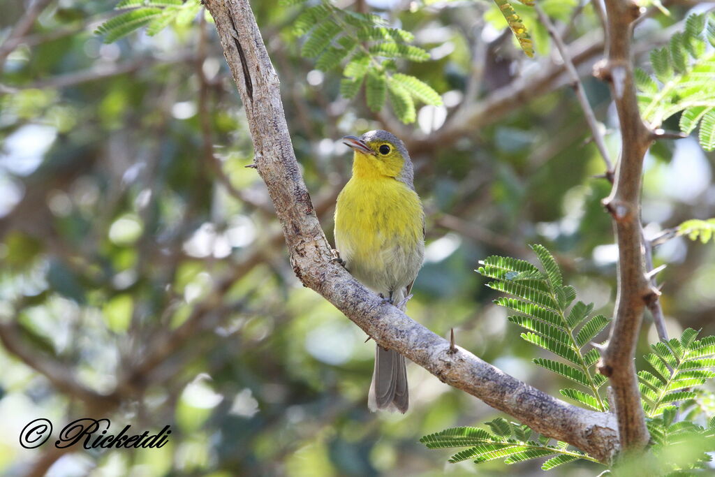 Oriente Warbler