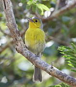 Oriente Warbler