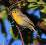 Oriente Warbler