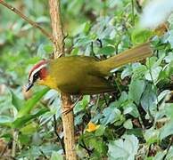 Chestnut-capped Warbler