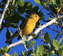 Paruline des mangroves