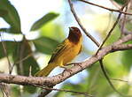 Paruline des mangroves