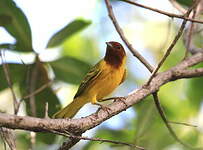 Paruline des mangroves