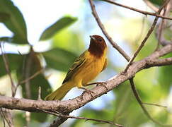 Mangrove Warbler
