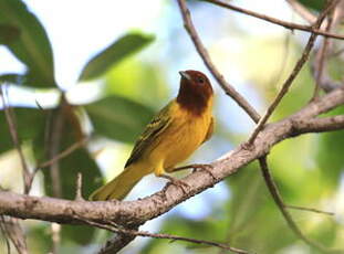 Paruline des mangroves