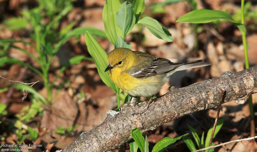 Pine Warbler male adult breeding, identification