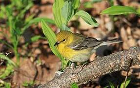 Paruline des pins