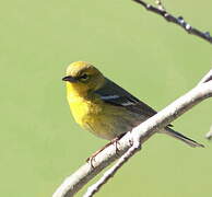 Pine Warbler