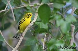 Prairie Warbler