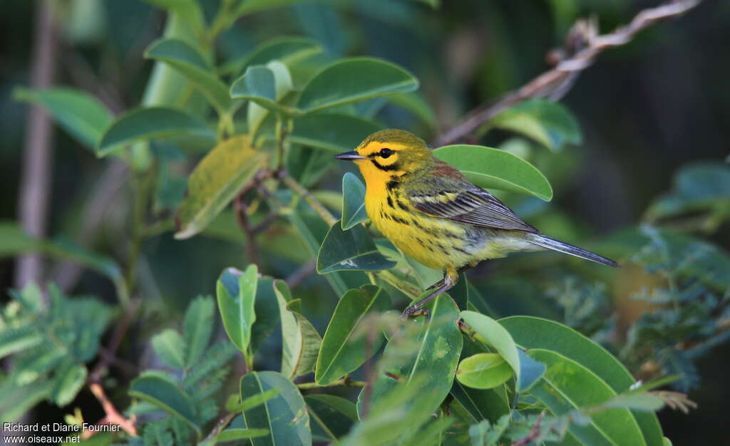 Prairie Warbler male adult breeding, identification