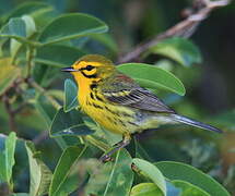 Prairie Warbler