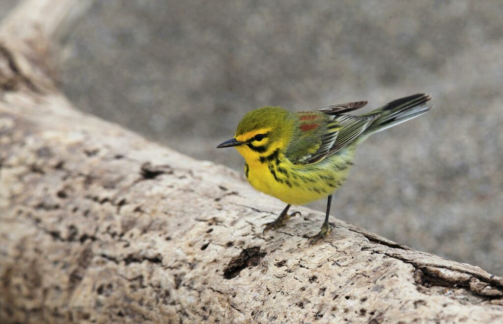 Prairie Warbler