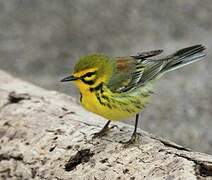 Prairie Warbler