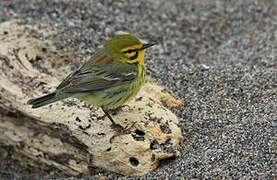 Prairie Warbler