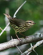 Northern Waterthrush