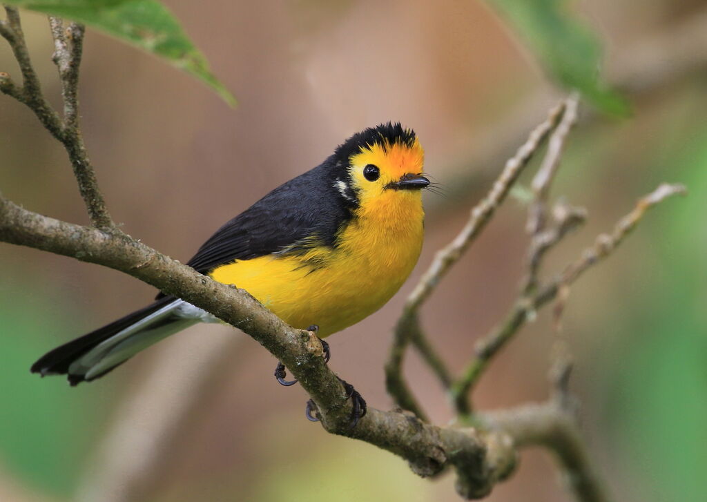 Golden-fronted Whitestart