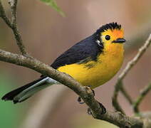 Golden-fronted Whitestart