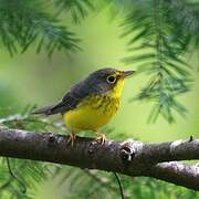 Canada Warbler