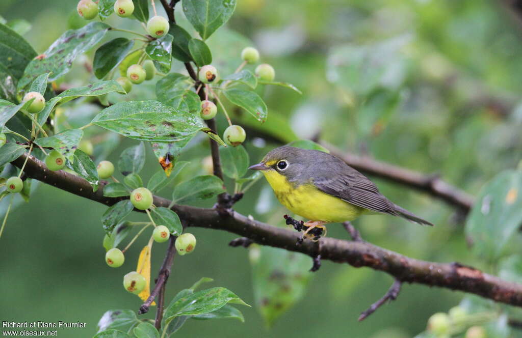 Paruline du Canada femelle adulte, identification