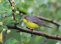 Canada Warbler