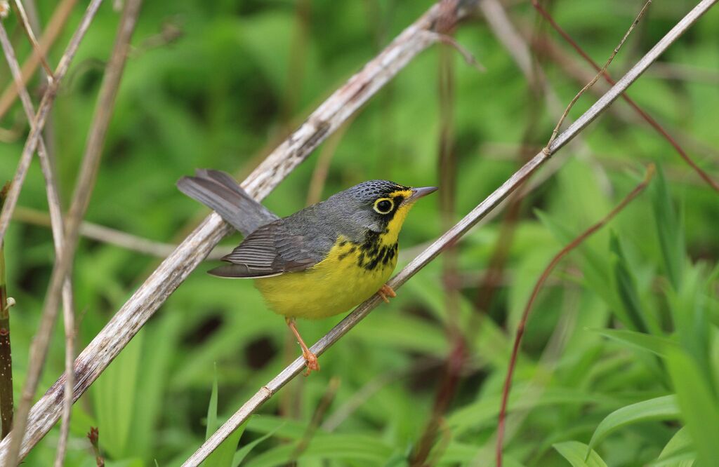 Canada Warbler