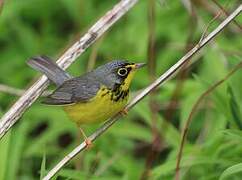 Canada Warbler