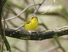 Kentucky Warbler