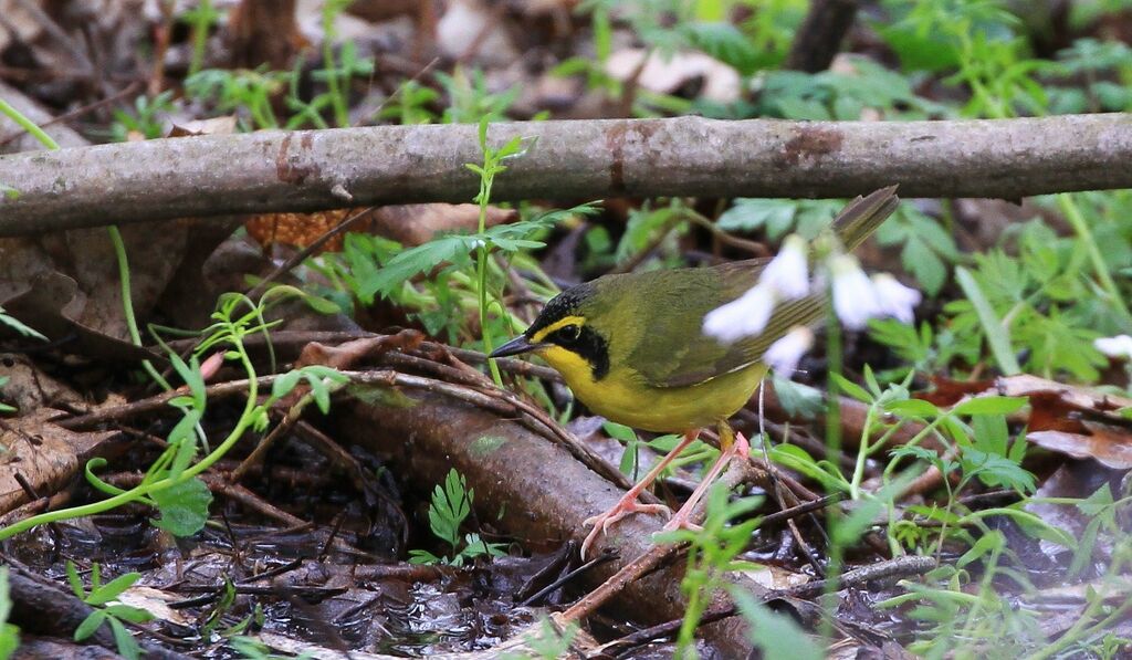 Kentucky Warbler male