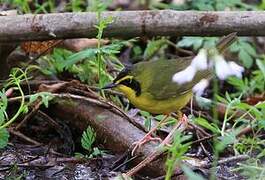 Kentucky Warbler