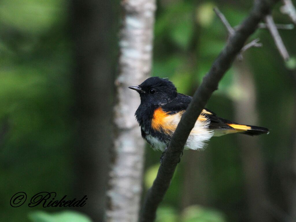 American Redstart male
