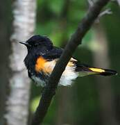 American Redstart