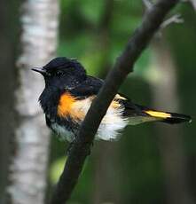 Paruline flamboyante