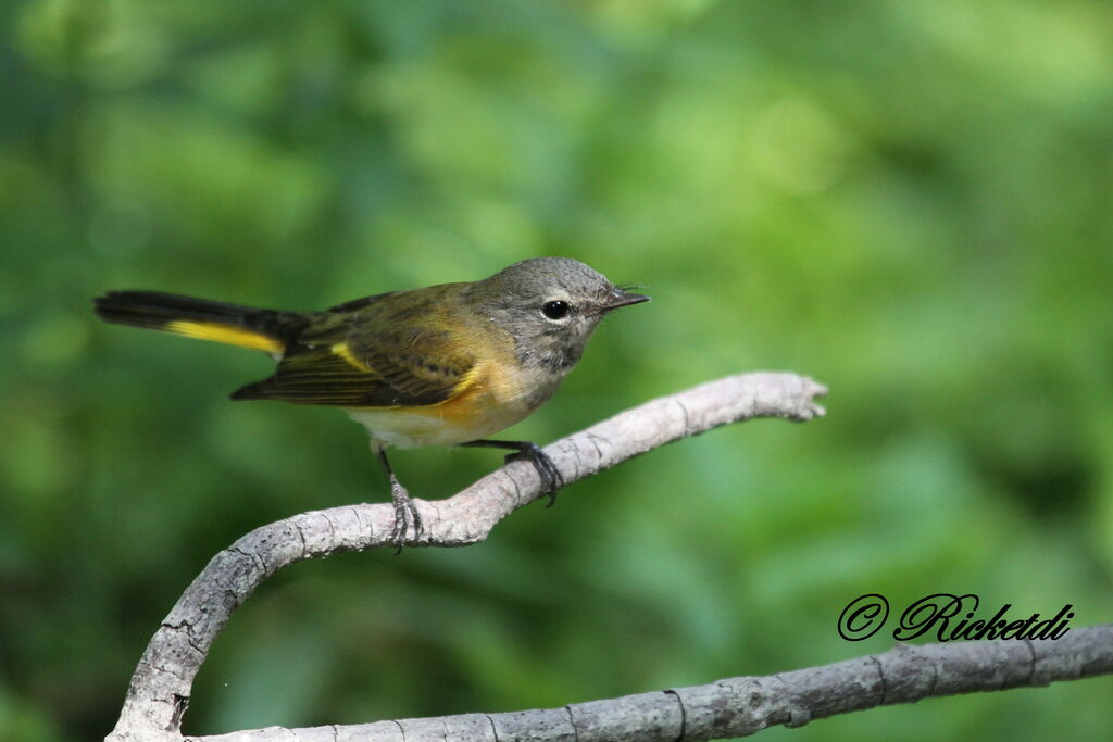 American Redstart female