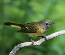 Paruline flamboyante