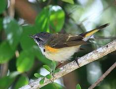 American Redstart