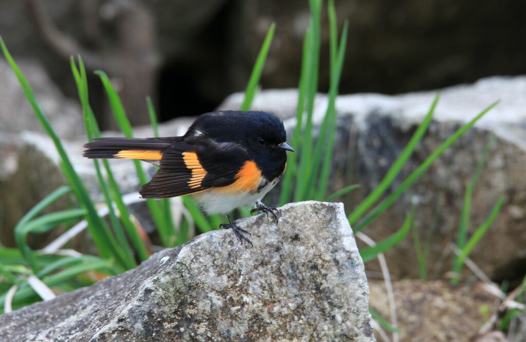 American Redstart