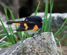 American Redstart