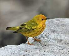 American Yellow Warbler