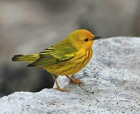 Paruline jaune